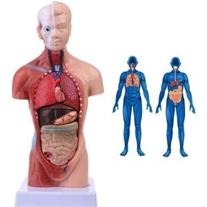 11inch Human Torso Body Model,Anatomy Medical Internal Organs Teaching Tools,15Removable Parts