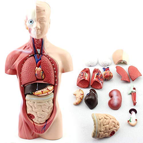 11inch Human Torso Body Model,Anatomy Medical Internal Organs Teaching Tools,15Removable Parts