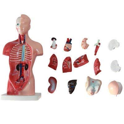 11inch Human Torso Body Model,Anatomy Medical Internal Organs Teaching Tools,15Removable Parts