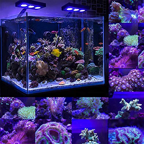 Corals Chat Aquarium Reef LED Light,30W Cree Spectrum Marine Saltwater Coral LED Light Lamp with Touch Control for Nano Tank