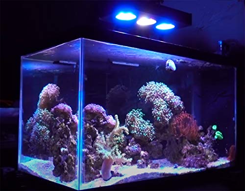 Corals Chat Aquarium Reef LED Light,30W Cree Spectrum Marine Saltwater Coral LED Light Lamp with Touch Control for Nano Tank