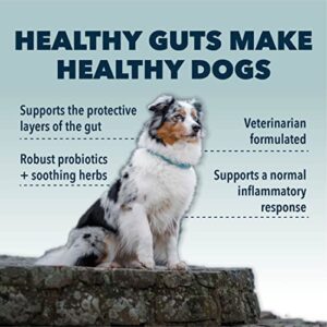 Four Leaf Rover: Gut Guard - Dog Probiotics, Prebiotics and Organic Herbs for Gut Health and Immune Support - 15 to 60 Day Supply, Depending on Dog’s Weight - Vet Formulated