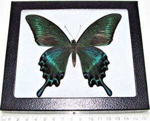 bicbugs papilio maacki summer form blue green butterfly china framed