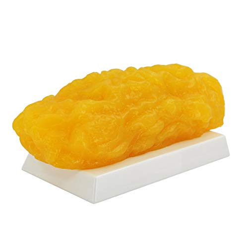 Human Body Fat Replica, 5lb Fat Model, 5 Pounds of Fat Anatomical Fat Model for Keep Fit, Weight Loss Motivation Reminder, Nutritionist, Anatomical Science Course, Medical Student