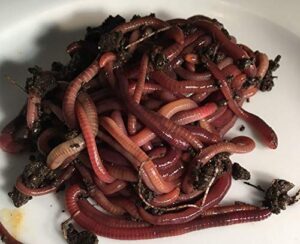 red wiggler composting worms - 1 pound
