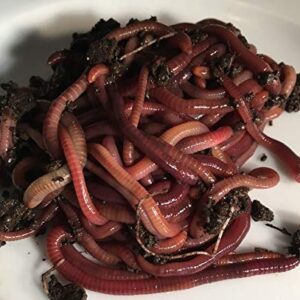 Red Wiggler Composting Worms - 1 Pound