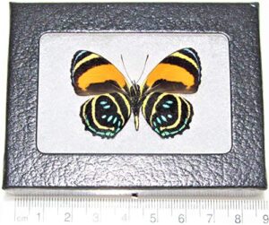 bicbugs callicore aegina yellow orange black butterfly verso peru framed