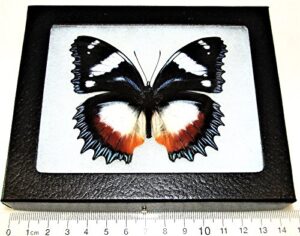 bicbugs hypolimnas dexithea red blue white black butterfly madagascar framed