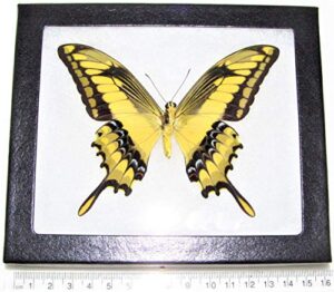 bicbugs papilio thoas king verso yellow black butterfly peru framed