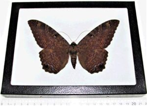 bicbugs ascalapha odorata black witch moth texas usa framed