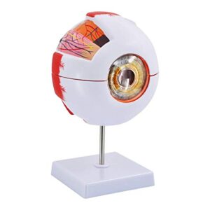 eye anatomy model, 6x enlarged eyeball model, human eye anatomical model for science education students study display medical teaching, with removable stand
