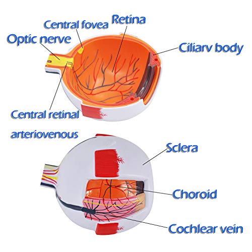 Eye Anatomy Model, 6X Enlarged Eyeball Model, Human Eye Anatomical Model for Science Education Students Study Display Medical Teaching, with Removable Stand