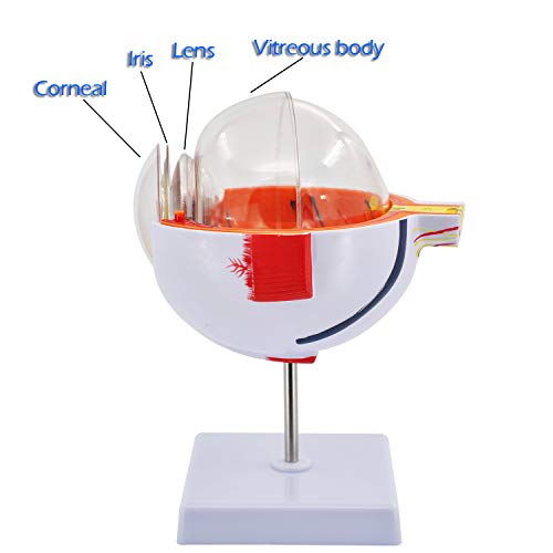 Eye Anatomy Model, 6X Enlarged Eyeball Model, Human Eye Anatomical Model for Science Education Students Study Display Medical Teaching, with Removable Stand