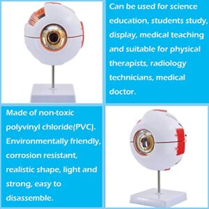 Eye Anatomy Model, 6X Enlarged Eyeball Model, Human Eye Anatomical Model for Science Education Students Study Display Medical Teaching, with Removable Stand