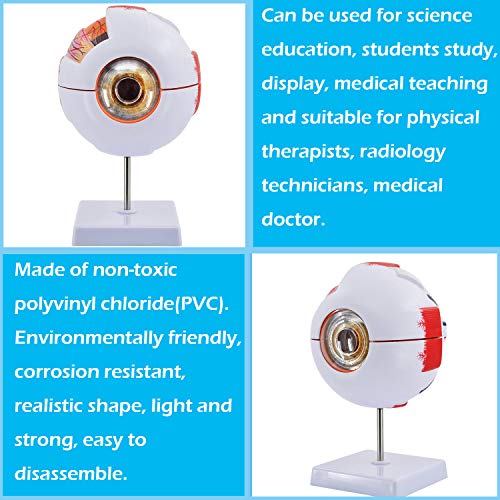 Eye Anatomy Model, 6X Enlarged Eyeball Model, Human Eye Anatomical Model for Science Education Students Study Display Medical Teaching, with Removable Stand