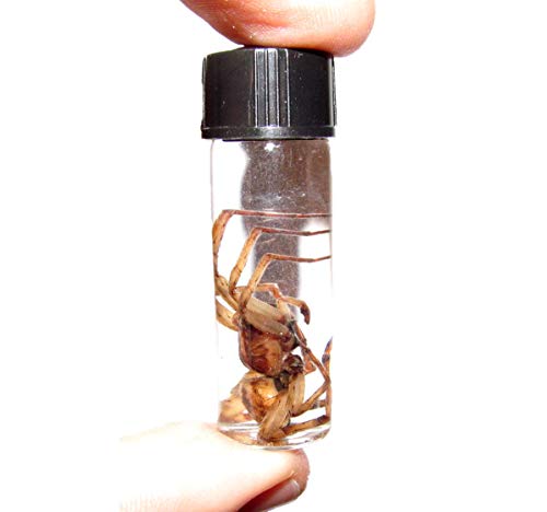 BicBugs Wet Specimen Hogna carolinensis Wolf Spider Arizona