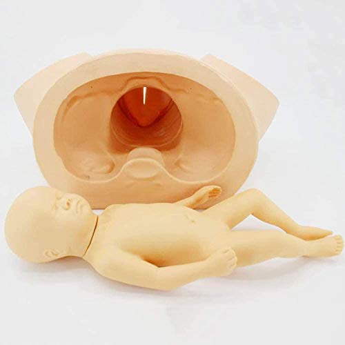 RLQ Childbirth Simulator Teaching Model, for Gynecology Teaching Medical Fertility Education and Study, Advanced Childbirth Training Wiht Baby Nursing Medical Training