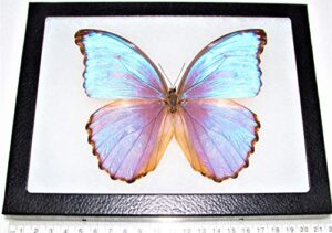 bicbugs morpho godarti asarpai purple blue butterfly peru framed real