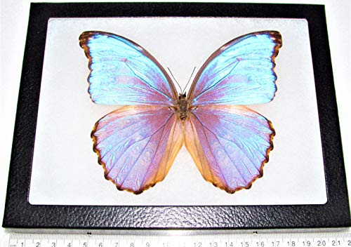 BicBugs Morpho godarti asarpai Purple Blue Butterfly Peru Framed Real