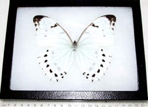bicbugs morpho luna white black butterfly central america framed real