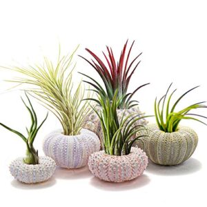 5 pack mini sea urchin shell air plant holders- 5 styles decorative hanging air plant pot cute tillandsia succulent display container with ropes for home garden beach theme party decors (no plants)