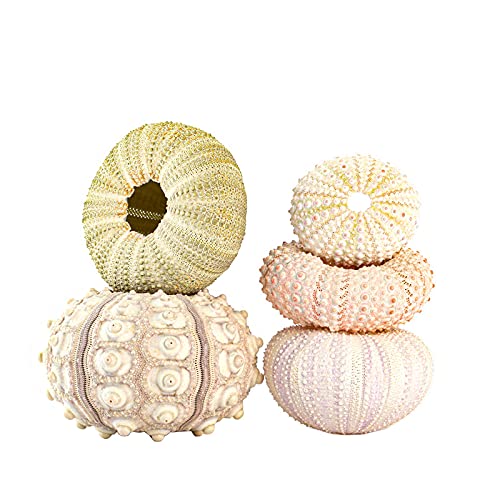 5 Pack Mini Sea Urchin Shell Air Plant Holders- 5 Styles Decorative Hanging Air Plant Pot Cute Tillandsia Succulent Display Container with Ropes for Home Garden Beach Theme Party Decors (No Plants)