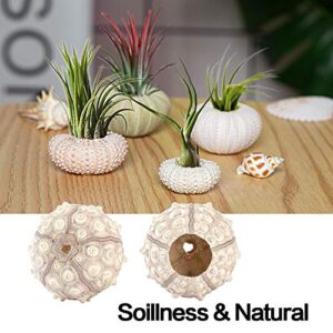 5 Pack Mini Sea Urchin Shell Air Plant Holders- 5 Styles Decorative Hanging Air Plant Pot Cute Tillandsia Succulent Display Container with Ropes for Home Garden Beach Theme Party Decors (No Plants)