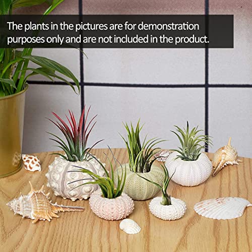 5 Pack Mini Sea Urchin Shell Air Plant Holders- 5 Styles Decorative Hanging Air Plant Pot Cute Tillandsia Succulent Display Container with Ropes for Home Garden Beach Theme Party Decors (No Plants)