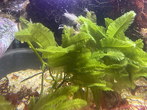 Live Saltwater Plant 5-7 inches Caulerpa Palm Tree Macroalgae Live Marine Plant Coral Reef Refugium Sump Display