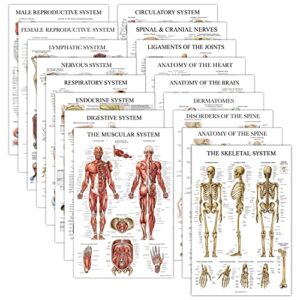 17 pack - anatomical posters - laminated - muscular, skeletal, digestive, respiratory, circulatory, endocrine, lymphatic, male & female, nervous, spinal nerves, anatomy charts - 18" x 24"