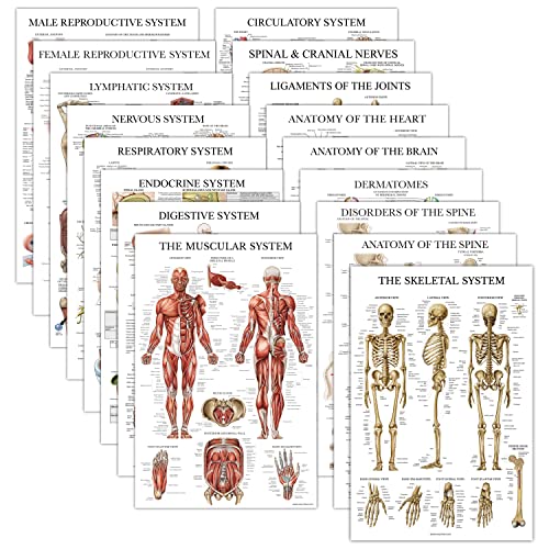 17 Pack - Anatomical Posters - Laminated - Muscular, Skeletal, Digestive, Respiratory, Circulatory, Endocrine, Lymphatic, Male & Female, Nervous, Spinal Nerves, Anatomy Charts - 18" x 24"