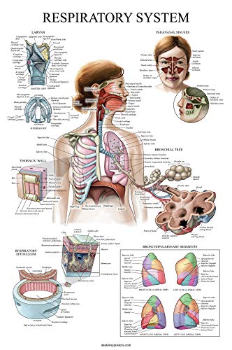 17 Pack - Anatomical Posters - Laminated - Muscular, Skeletal, Digestive, Respiratory, Circulatory, Endocrine, Lymphatic, Male & Female, Nervous, Spinal Nerves, Anatomy Charts - 18" x 24"