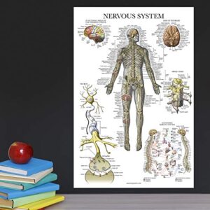17 Pack - Anatomical Posters - Laminated - Muscular, Skeletal, Digestive, Respiratory, Circulatory, Endocrine, Lymphatic, Male & Female, Nervous, Spinal Nerves, Anatomy Charts - 18" x 24"