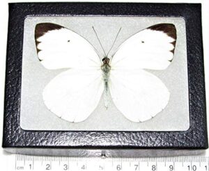 bicbugs ascia buniae white black butterfly peru framed real
