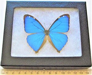 bicbugs morpho aega blue butterfly argentina framed real