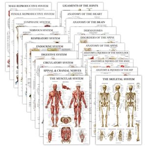 20 pack - anatomical posters - laminated - muscular, skeletal, digestive, respiratory, circulatory, endocrine, lymphatic, male & female, nervous, spinal nerves, anatomy charts - 18" x 24"
