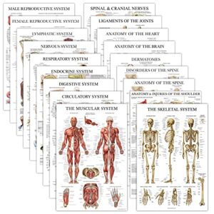 18 pack - anatomical posters - laminated - muscular, skeletal, digestive, respiratory, circulatory, endocrine, lymphatic, male & female, nervous, spinal nerves, anatomy charts - 18" x 24"