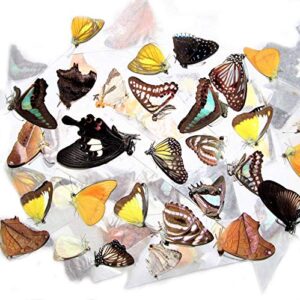 bicbugs mixed lot of assorted unmounted wings closed butterflies and moths (10)