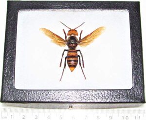 bicbugs vespa mandarinia wasp murder hornet japan framed real