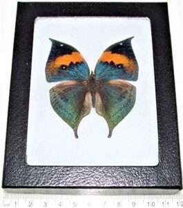 bicbugs kallima inachis blue yellow leaf mimic butterfly china framed real