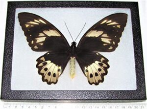 bicbugs ornithoptera priamus poseidon black gold butterfly female papua new guinea framed real
