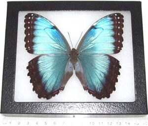 bicbugs morpho peleides female blue butterfly costa rica framed