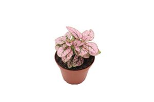 california tropicals pink polka dot plant live tropical houseplant - 3 inch real indoor plant with easy care for home, office, or garden - unique leaf design, cool interior decor