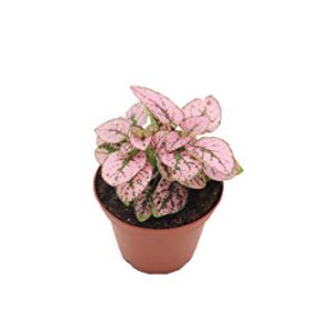 California Tropicals Pink Polka Dot Plant Live Tropical Houseplant - 3 Inch Real Indoor Plant with Easy Care for Home, Office, or Garden - Unique Leaf Design, Cool Interior Decor