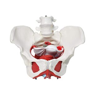wadoy pelvic floor model, female pelvis model, pelvic floor muscle anatomical model with removable organs for medical teaching students study science education