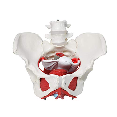 Wadoy Pelvic Floor Model, Female Pelvis Model, Pelvic Floor Muscle Anatomical Model with Removable Organs for Medical Teaching Students Study Science Education