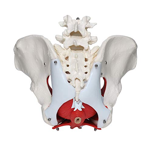 Wadoy Pelvic Floor Model, Female Pelvis Model, Pelvic Floor Muscle Anatomical Model with Removable Organs for Medical Teaching Students Study Science Education