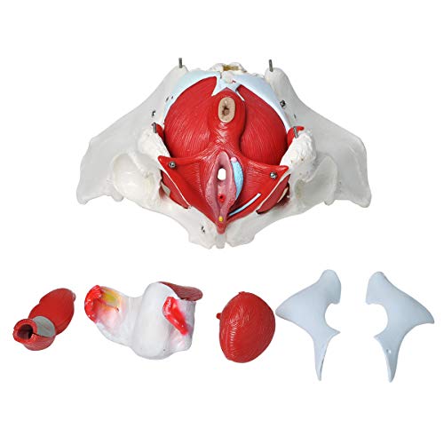 Wadoy Pelvic Floor Model, Female Pelvis Model, Pelvic Floor Muscle Anatomical Model with Removable Organs for Medical Teaching Students Study Science Education