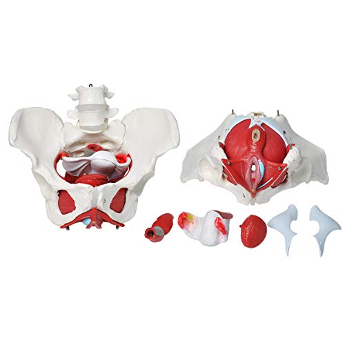 Wadoy Pelvic Floor Model, Female Pelvis Model, Pelvic Floor Muscle Anatomical Model with Removable Organs for Medical Teaching Students Study Science Education