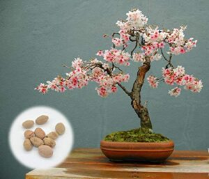 10 japanese flowering cherry blossom bonsai seeds, fresh exotic rare bonsai seeds